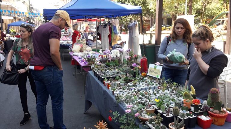Cactus y suculentas de diferentes tamaños. 