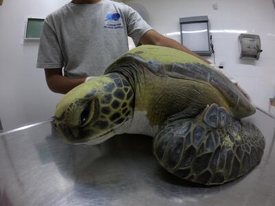Una tortuga verde que un equipo de la fundación logró rehabilitar después de que defecara un total de 13 gramos de residuos plásticos, entre ellos bolsas de nylon, hilos y plásticos duros.