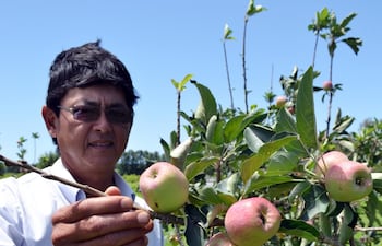 la-colmena-conocida-como-la-capital-de-las-frutas-en-la-finca-de-koichi-miyamoto-abunda-la-produccion-de-manzana-de-excelente-calidad--211956000000-1405143.jpg