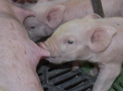 RURALES INTERNACIONALES