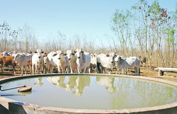 agua-en-la-produccion-de-bovinos-de-carne-94239000000-1413065.jpg