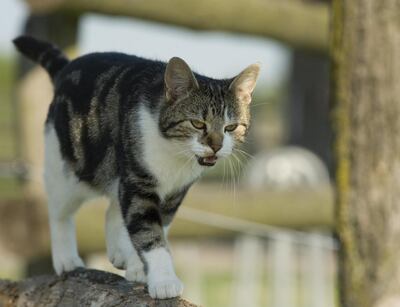 /pf/resources/images/abc-placeholder.png?d=2421