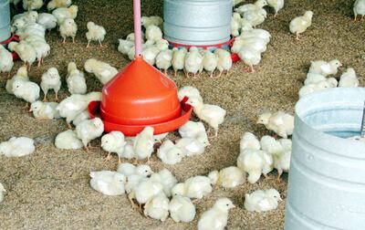 La provisión de agua es fundamental.