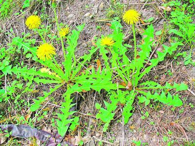 Imagen sin descripción