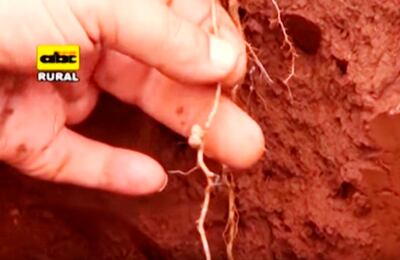 Efectos benéficos del silicato de potasio  en plantas de soja.