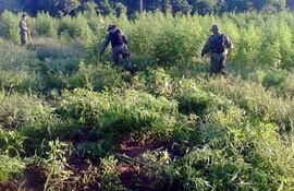 efectivos-policiales-cortan-los-cultivos-de-marihuana-que-se-encontraron-en-una-estancia-de-curuguaty--01038000000-544136.jpg