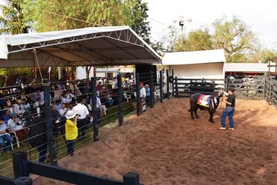 Gran parte del costo de producción en la cría de animales recae en la nutrición, por lo que la calidad del alimento ofrecido determina el alcance de los mejores rendimientos. En el marco de la Expo Internacional, los productores tuvieron la posibilidad de acceder a distintos tipos de productos. Las líneas de balanceado para ganado bovino están divididos en destete precoz, desmamante, engorde, reproductores (toros), lecheras de alta producción y reforzado.
Con respecto a la especie porcina se encuentran el iniciador, crecimiento y terminador. Mientras que en aves los alimentos están especificados para pollos parrilleros y aves de postura, también divididos en tres tipos. En la especie equina hay dos líneas de balanceados, uno de mantenimiento y otro para caballos de carrera.
 
SALES MINERALES
“Ofrecemos tres tipos de sales minerales, que serían la sal mineral normal, la sal proteica y la reforzada. Cabe destacar que, además de nuestros productos registrados, realizamos formulaciones sobre pedido de acuerdo a las diferentes necesidades de los productores”.
Las presentaciones de los productos registrados son: 40 kg del balanceado para bovinos y 40 kg para equinos de mantenimiento. Las sales minerales y el alimento para las demás especies son comercializadas en bolsas de 25 kg.
La proyección para el 2020 es contar con la línea de alimento para ovinos. “Ya estamos llevando a cabo las pruebas para conocer los rendimientos. Una vez definido, solo faltaría el registro de los productos”.