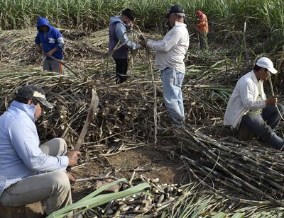 Trozado manual de yemas antes del tratamiento térmico.