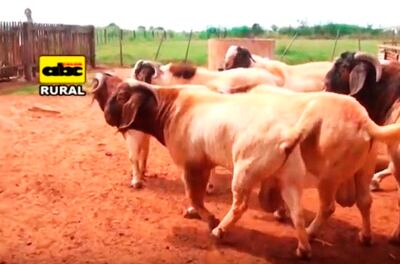La cría de cabras cobra protagonismo en el  país.