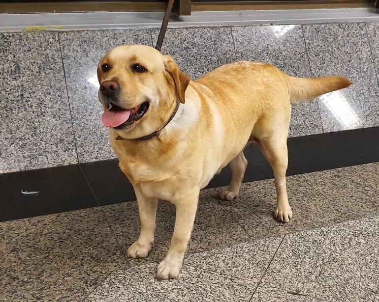 "Akira", can detector de drogas de la SENAD que presta servicios en el Aeropuerto Internacional Silvio Pettirrossi, encontró la carga.