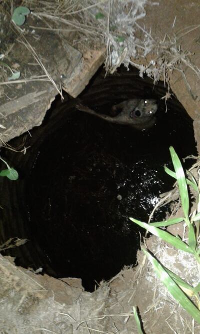 Bomberos rescatan a perra que cayó a un pozo ciego