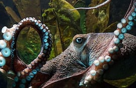 el-pulpo-inky-imito-al-chapo-para-fugarse-del-zoologico-nacional-de-nueva-zelanda-www-atercera-com-220133000000-1449723.jpg
