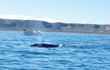 ballenas-a-la-vista-192511000000-641990.jpg