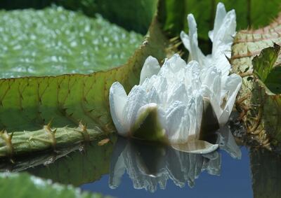 Imagen sin descripción