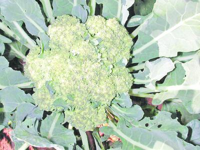 /pf/resources/images/abc-placeholder.png?d=2394