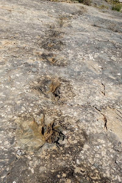 Rastro de pisadas de un dinosaurio carnívoro, hallado en el yacimiento de la de la Virgen del Campo, en La Rioja, España.