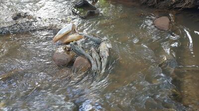 /pf/resources/images/abc-placeholder.png?d=2421