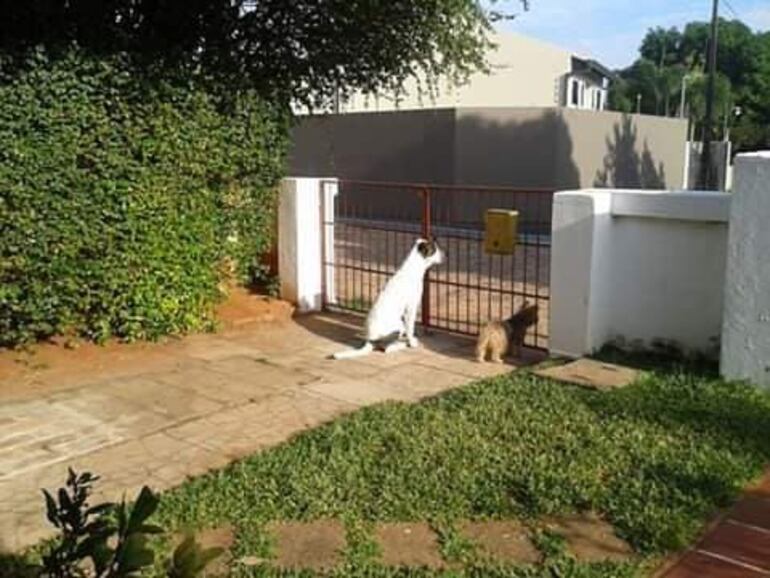 Pirata, un hermoso pitbull mestizo, se escapó un día de su casa y no supo volver. Oscar Palacios Larrosa (76) lo busca afanosamente.