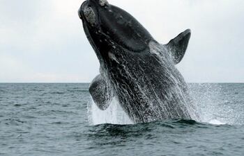 ballenas-70152000000-1695577.jpg
