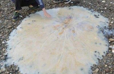 /pf/resources/images/abc-placeholder.png?d=2443