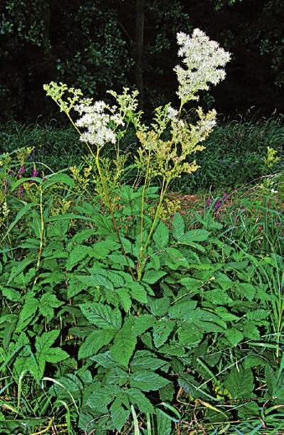 Imagen sin descripción