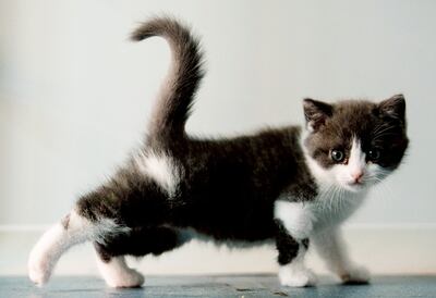 Garlic, el primer gato clonado en Pekín, nacido en julio pasado.