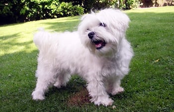 las-razas-de-perros-con-pelo-largo-y-grueso-poseen-una-apariencia-encantadora-pero-requieren-cuidados-especiales-ya-que-es-fundamental-evitar-que-se-223651000000-1354981.jpg