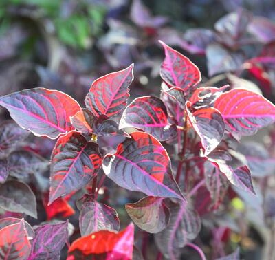 /pf/resources/images/abc-placeholder.png?d=2429