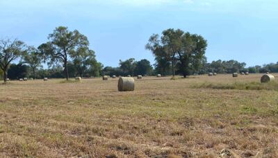 Un campo con heno preparado a tiempo para alimentar al ganado en temporada de crisis debido a la sequía que azota a la región Occidental.