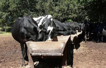uso-de-balanceados-en-vacas-lecheras-90856000000-1600784.JPG