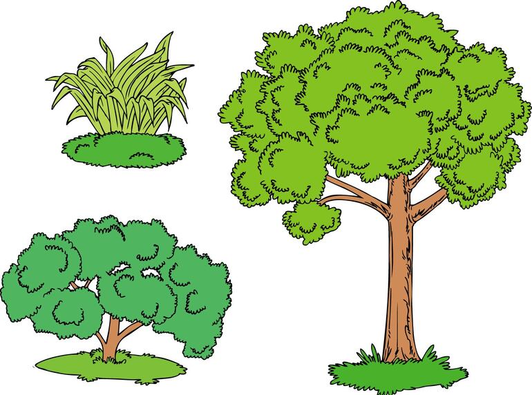 clases de arboles y sus nombres