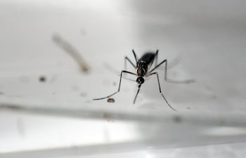 mosquito-aedes-aegypti-92745000000-1424348.JPG