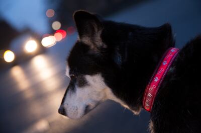 Las mascotas ya no se sentirán solitarias con las playlists creadas por Spotify.