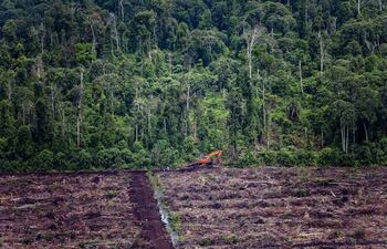 deforestacion-en-indonesia-92616000000-1691320.jpg