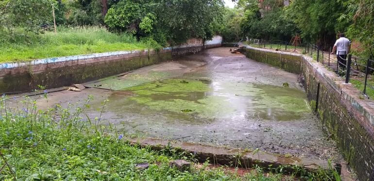 Criadero de mosquito en Luque.