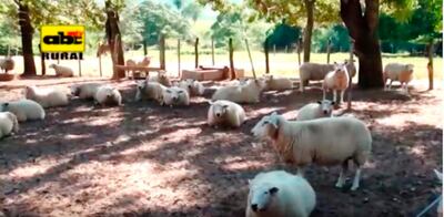 Características y manejo  de la raza Texel.