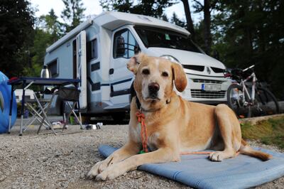 Llevar la manta que usa en casa tranquilizará al perro cuando se la familia se vaya de camping.