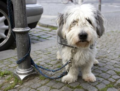 ¿Dejaste el perro fuera cuando entraste a una tienda y cuando saliste no estaba? Gritar desesperadamente no es lo mejor.
