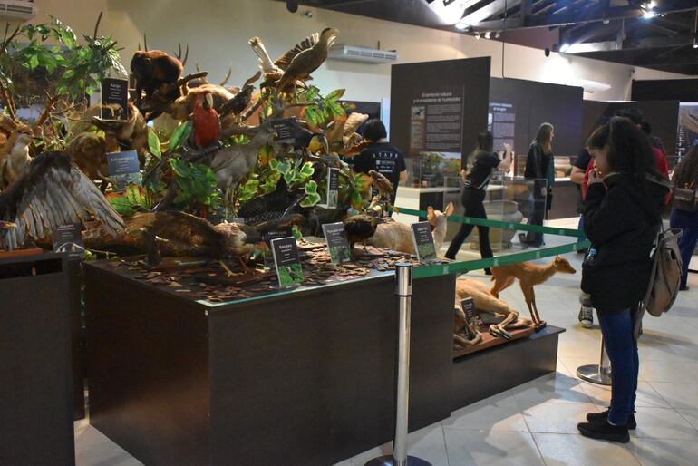 Lo más destacable de la actividad es ver a familias y sobre todo a los pequeños acercarse a la cultura.