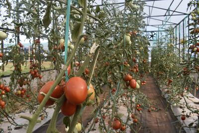 Los bioestimulantes agrícolas son biodegradables, no presentan toxicidad, no contaminan y no presentan efectos adversos para la fauna del suelo.