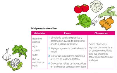 Técnicas agrícolas (4)