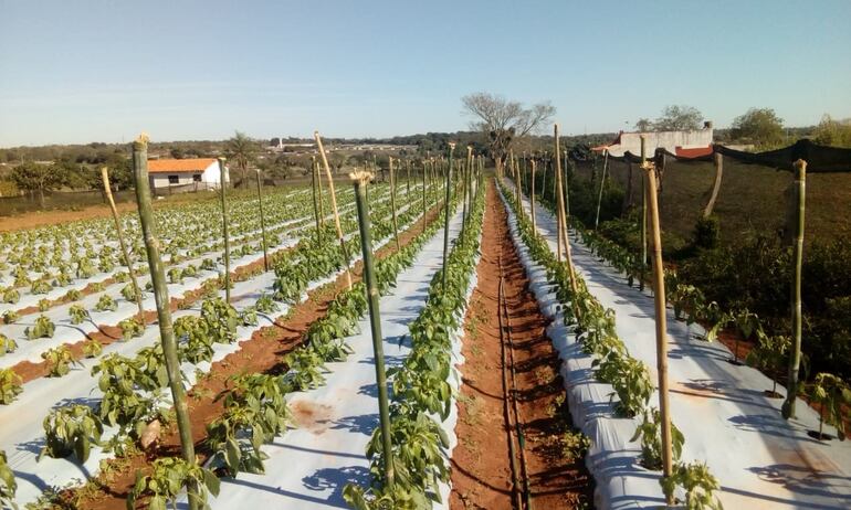 Algunos agricultores instalaron fogatas en las cabeceras de sus cultivos para protegerlos.