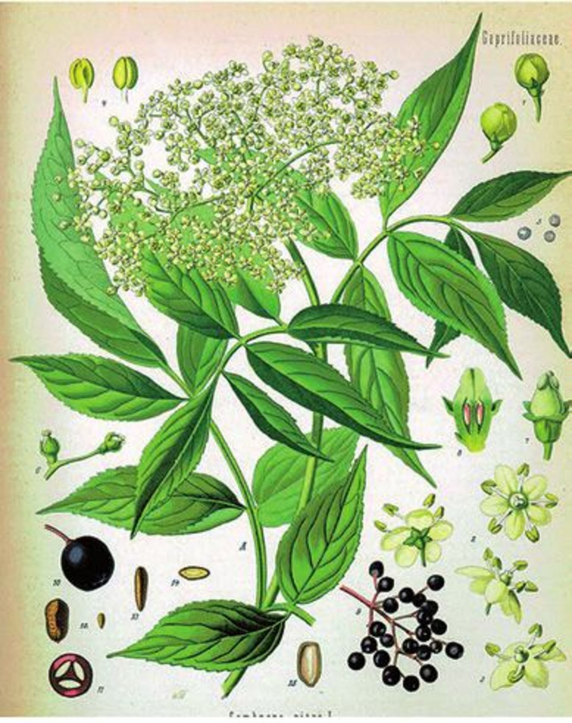 Aromticas y medicinales - Gastronomia - ABC Color