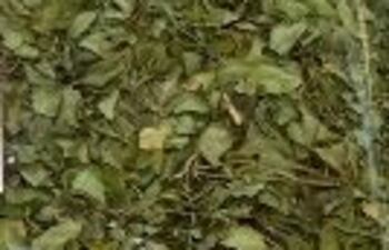 paraguay-exportara-este-ano-entre-12-y-15-mil-kilos-de-moringa-101957000000-1322365.JPG