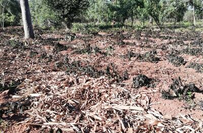 Los cultivos se perdieron a causa de la helada del  fin de semana.