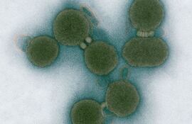 como-proteger-el-adn-00702000000-488485.jpg