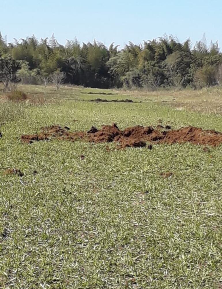 Se realizaron varias detonaciones a lo largo de la pista para evitar que sea reparada por los narcotraficantes.