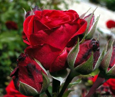 Imagen sin descripción