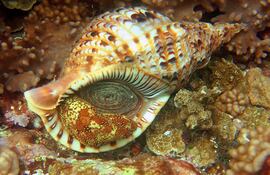 caracol-183426000000-1630639.jpg