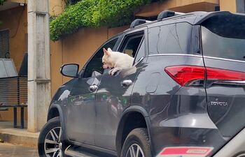 Vidrios polarizados, pero ventanas traseras abiertas para que los perros disfruten. Así salía de su domicilio Javier Díaz Verón.